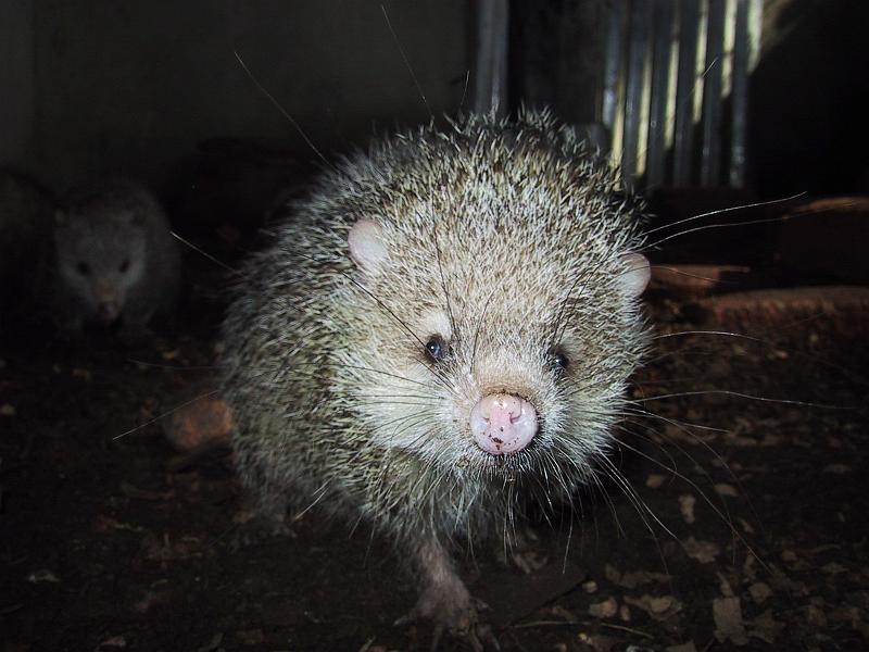 338 Tenrec pig nose